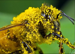 Pčela sa cvetnim prahom