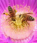 Pčele u cvetnom prahu